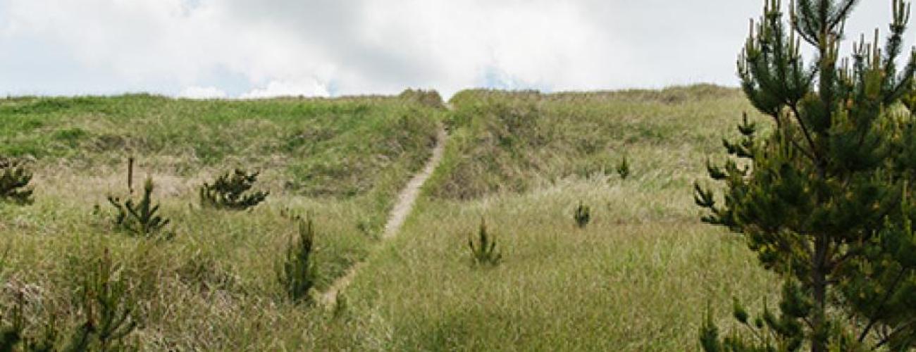 trail through grass and small trees