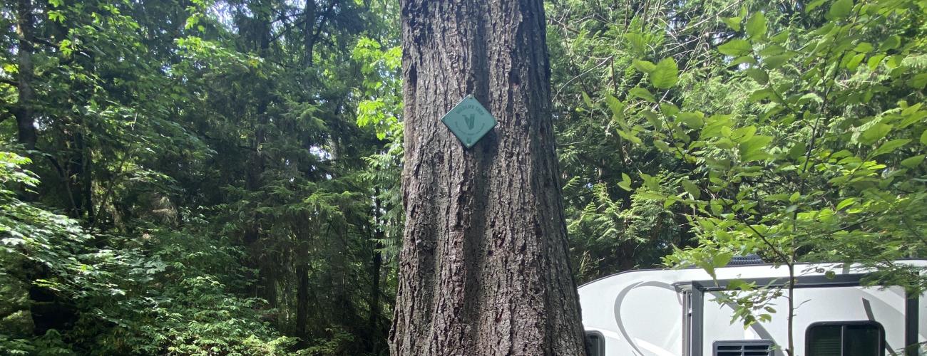 A standing dead tree with a sign on it telling visitors it's a habitat snag for wildlife