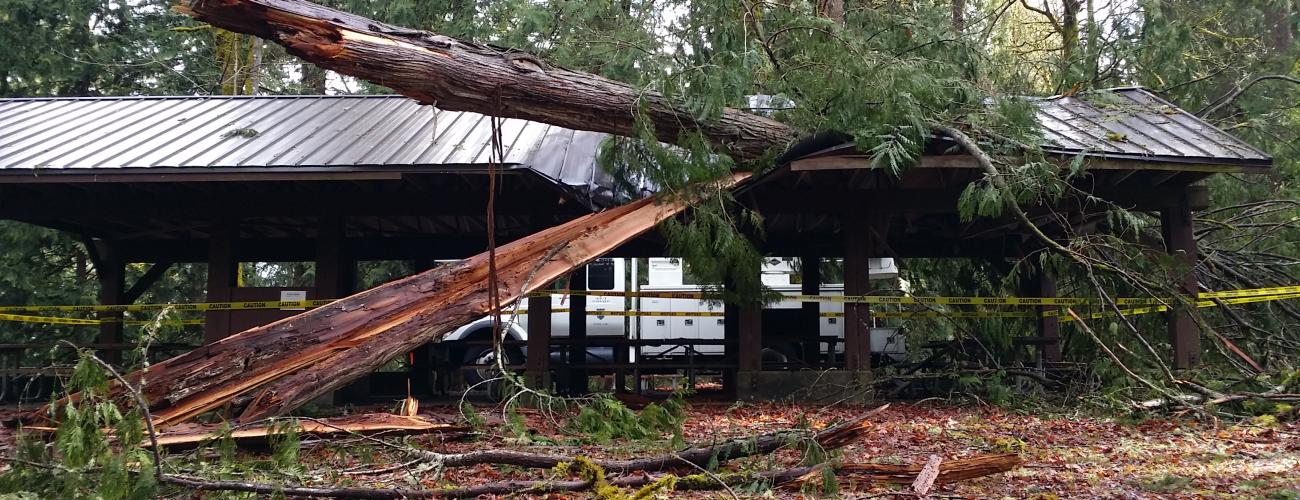 A fallen tree onto a kitchen shelter.