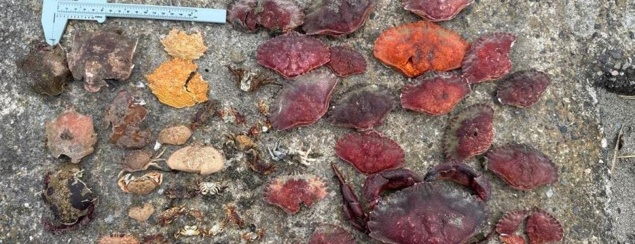 Pictures of Different types of Crabs