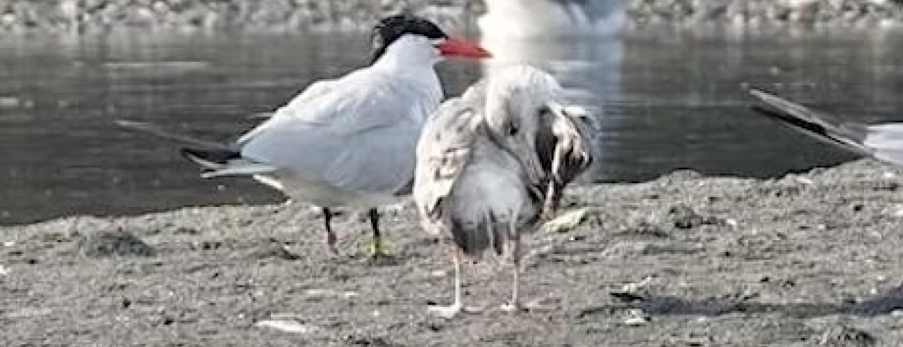 Caspian Terns on the beach