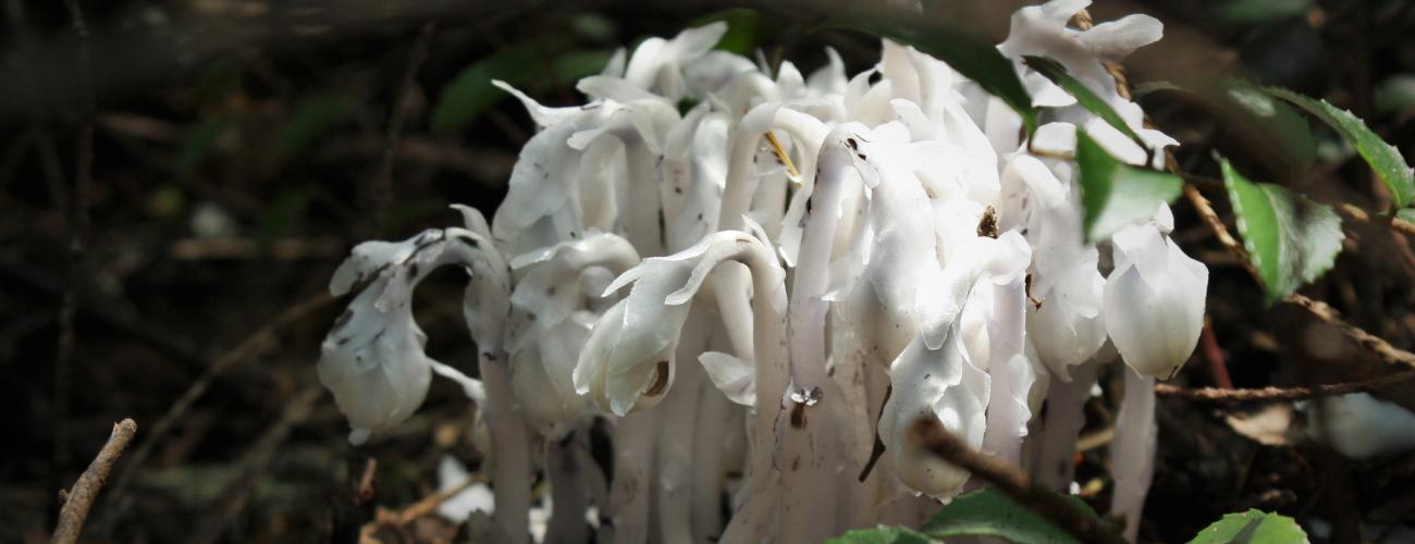 Group of Ghost Plants in a dark forest