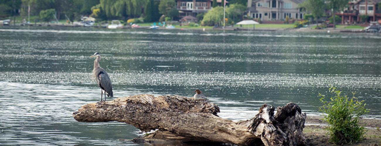 A blue heron sits on a log in a lake.