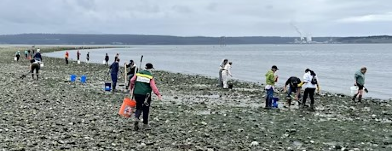 Volunteers and park visitors digging for clams along Fort Flagler's rocky beach