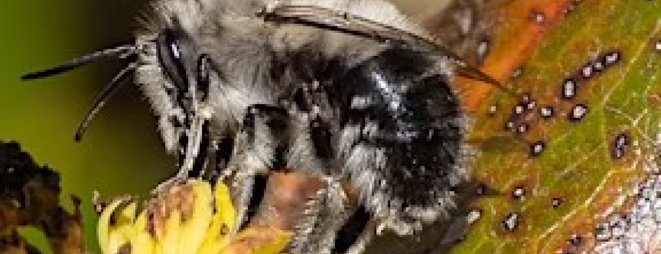 Bee on a flower