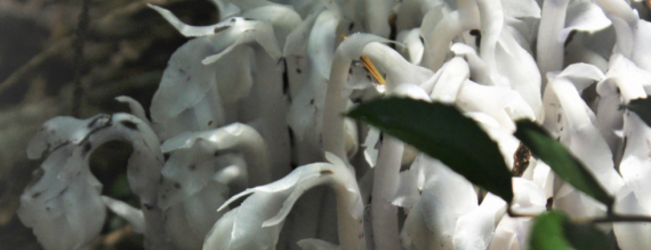 white and gray leafy ghost plant on the forest floor at Fort Townsend