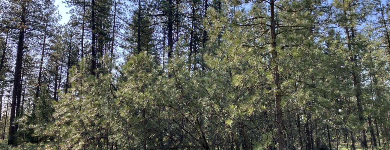 overstocked ponderosa