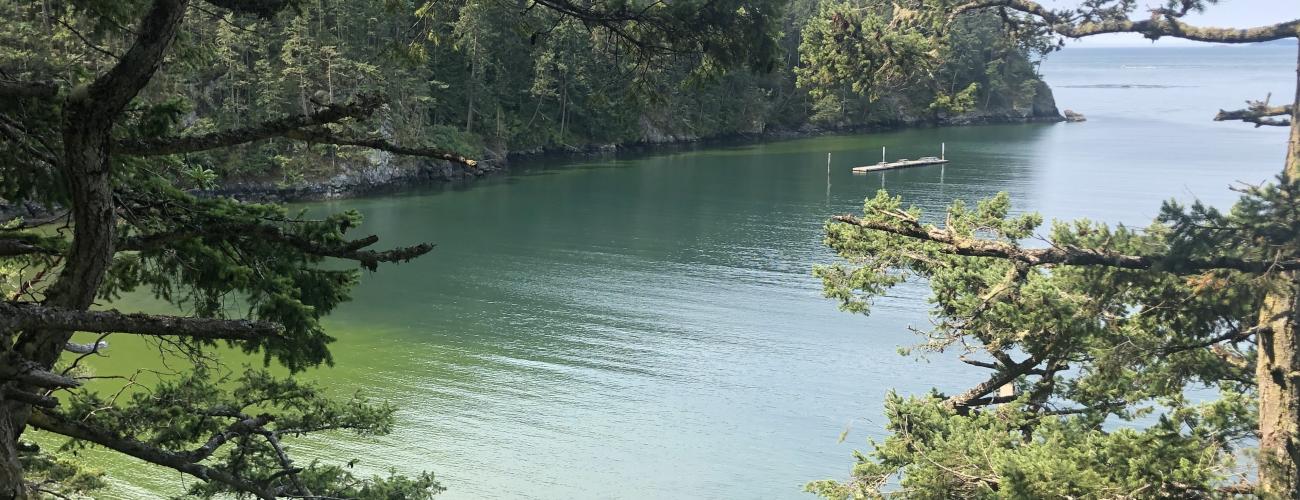 An algae bloom in a bay with trees in the foreground.