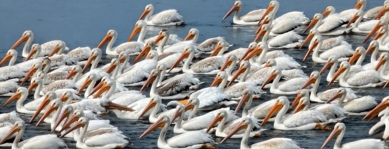 A flock of pelicans in the water.