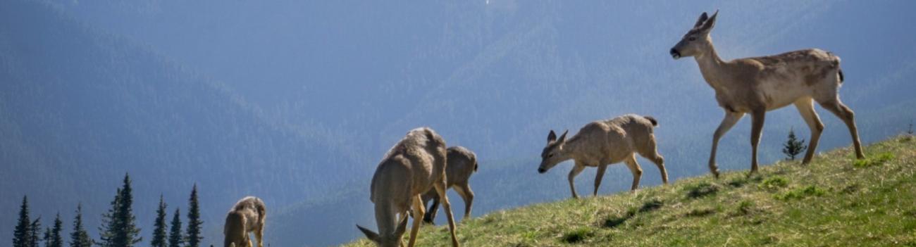 Deer grazing on a green grassy slope with dark mountains rising in the background