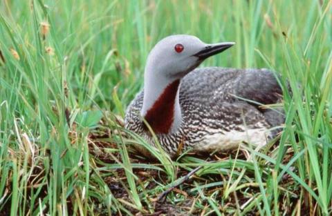 The red-throated loon is just one of the exquisite shorebirds you might spot on Harstine Island.