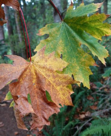 Yellow, brown and green maple leaves