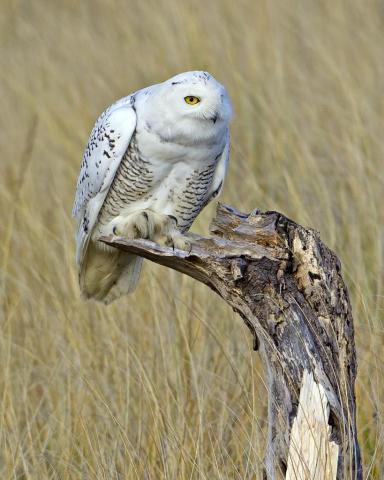 A snowy owl perched on a snag at Dosewallips