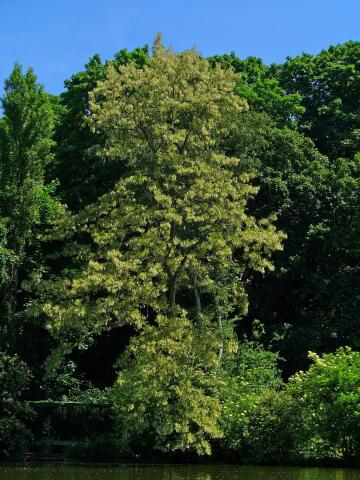A bushy tree against other trees and blue sky
