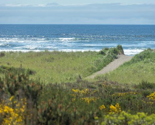 The beach trail surrounded by dunes at Westport Light State Park. 