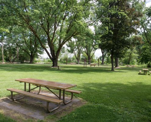Picnic tables under large leafy trees in a green field.