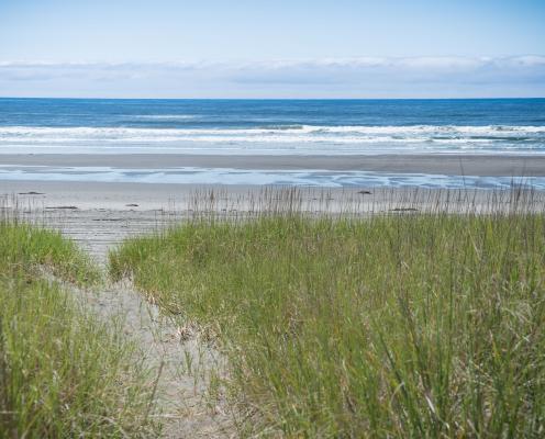 Twin Harbors dunes grassy trail to ocean beach