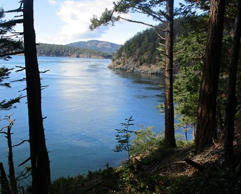 A view looking down from a cliff along the water. There are tall trees on the cliff and the water below is dark blue.