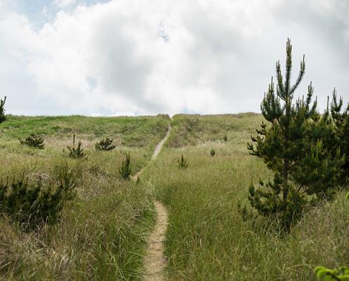 A narrow, sandy trail through dunes covered in tall, green grass and short pines  leads out to a cloudy sky above the ocean