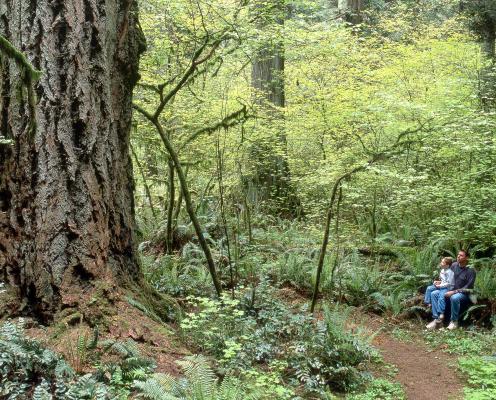 A man and a boy sit on the trail in an old-growth forest looking up at a big tree.