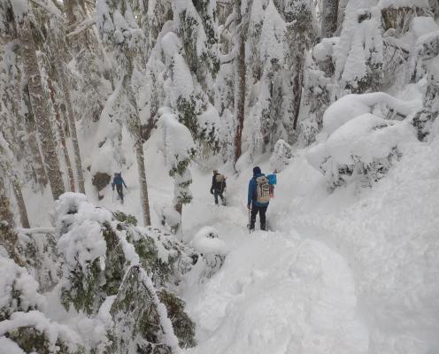 Four snowshoers in walk in deep snow through a forest.