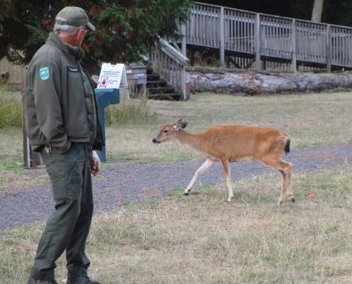 A small deer walks close to a park ranger.