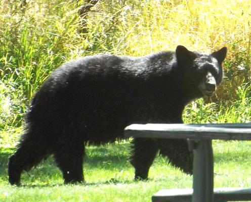 A black bear walks past a picnic table looking at the camera.