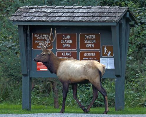 A bull elk walks in front of a park kiosk with signs.