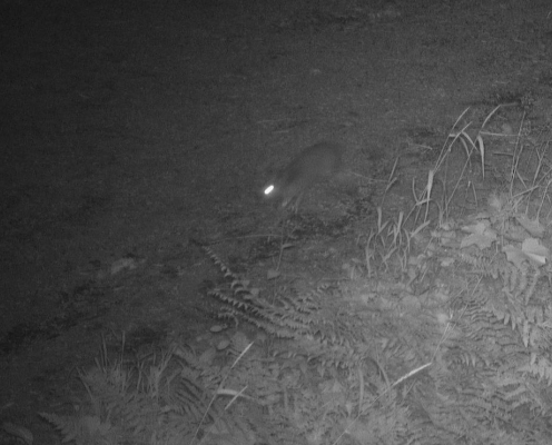 A night photo from a game camera captures the glowing eye of a rodent.