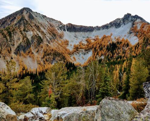 A view of a mountainside with golden larch trees and evergreen trees.