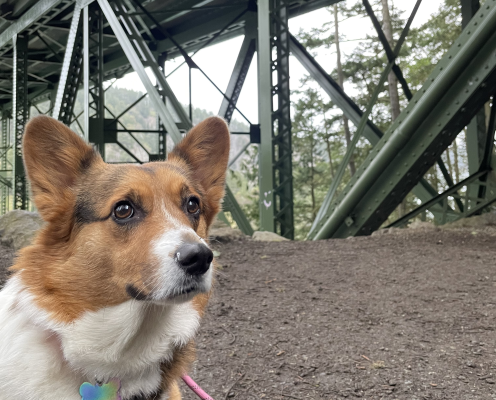 A corgi dog sits in the foreground with a green bridge trestle in the background.