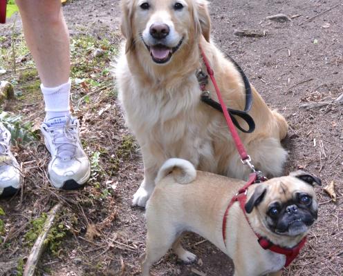 A golden retriever and a pug look up at the camera.