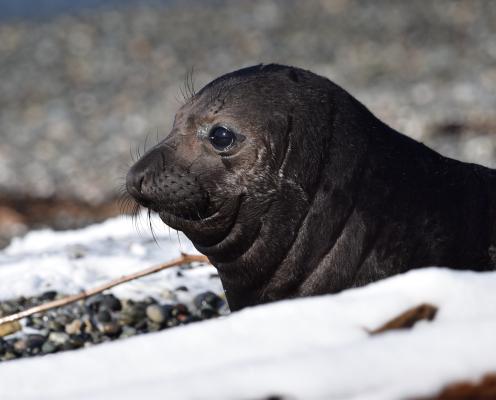 A black baby elephant seal, photographed close up, in profile, in the snow.