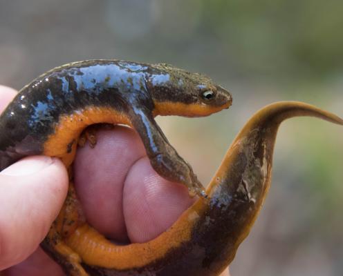 An amphibious lizard with brown back and golden belly curls around a person's fingers.