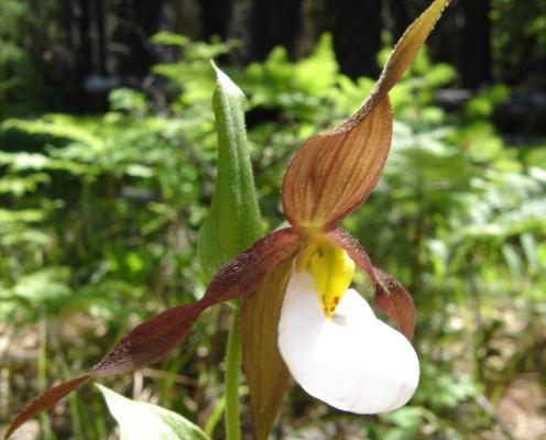 A brown, yellow and white orchid