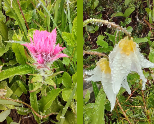 Magenta paintbrush and avalanche lily with dew on them.