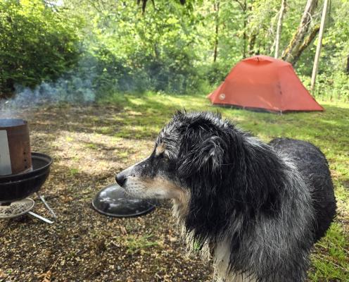 A dog stands in front of a tent and grill in a campsite