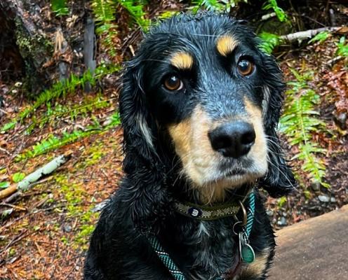 Wet dog wears leash on park bench
