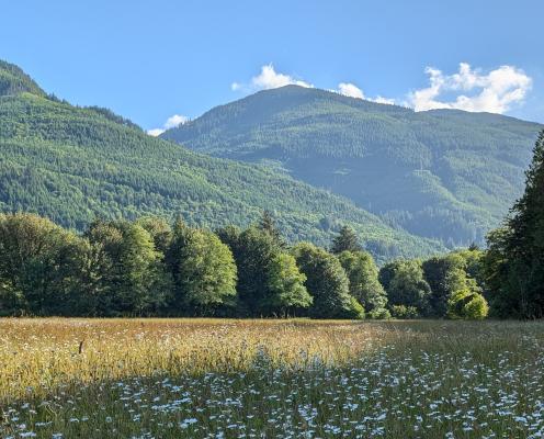 Field of daisies in afternoon sun with rolling hills in the background