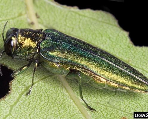 Emerald ash borer on a leaf.