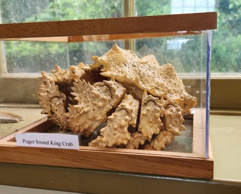 A display of a Puget Sound King Crab in a glass case at the Port Townsend Marine Science Center at Fort Worden State Park