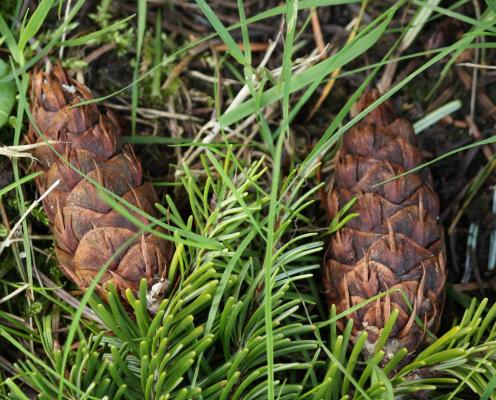 Two Douglas fir cones with paper bract sticking out, looking like mouse tails.