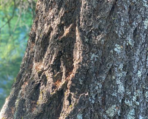 Douglas fir bark closeup in dappled sun