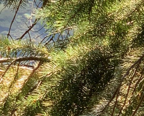 Douglas-fir needles