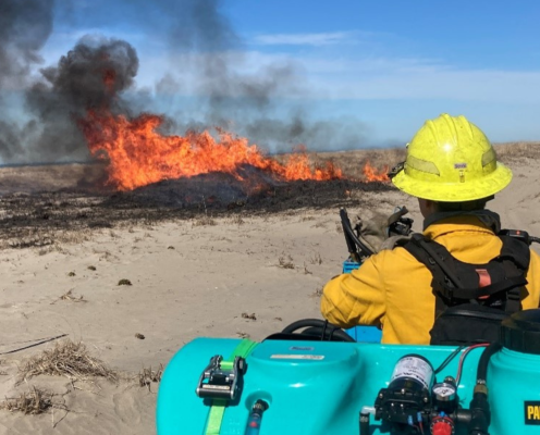 Firefighter wtaches fire from a prescribed burn on a beach dune.