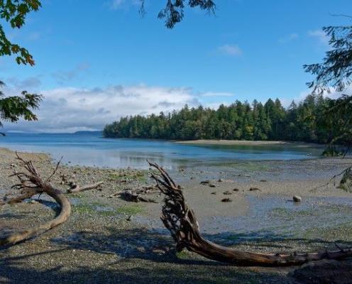Penrose Point beach with driftwood