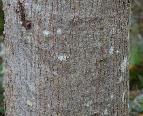 Maple bark South Whidbey