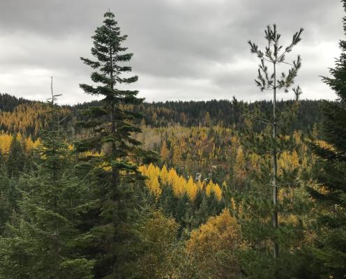 A patch of larch trees on a hill, amidst evergreen trees under cloudy sky.