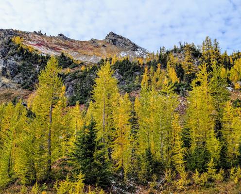 A stand of gold larches and evergreen trees with hills and a peak in the background