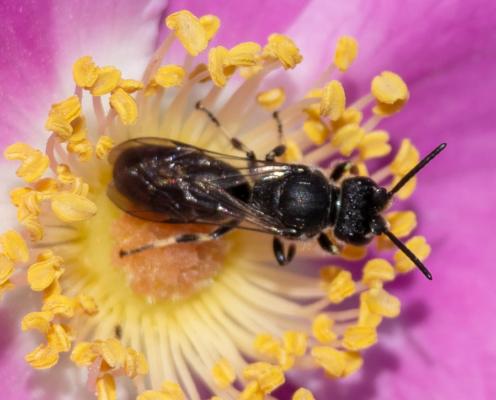 A large bee sits inside a bright rose